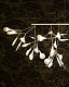 Люстра Heracleum III Art. 01