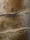 Бра Vesta Lux Art. LCW-GLF-211-110